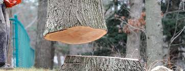 Best Tree Disease Treatment  in Lakeland, FL