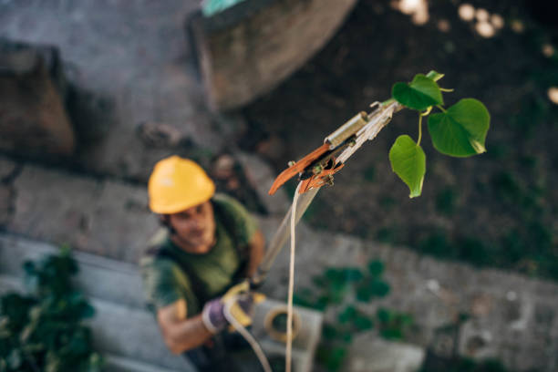 How Our Tree Care Process Works  in  Lakeland, FL