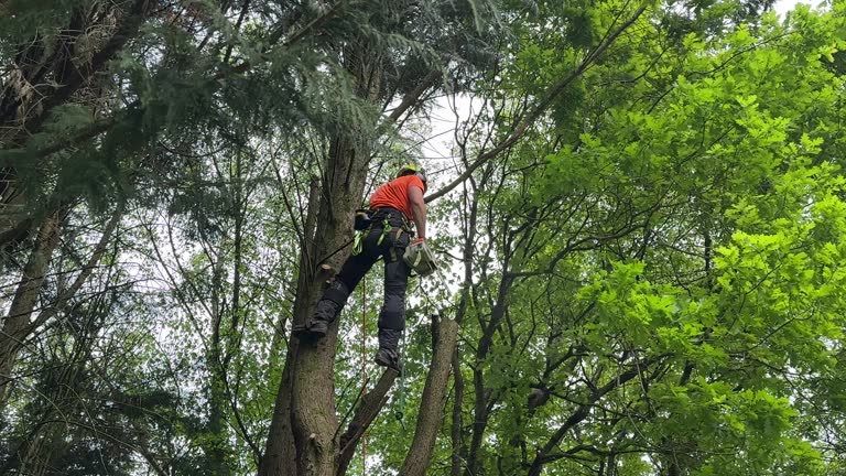 Best Lawn Pest Prevention  in Lakeland, FL
