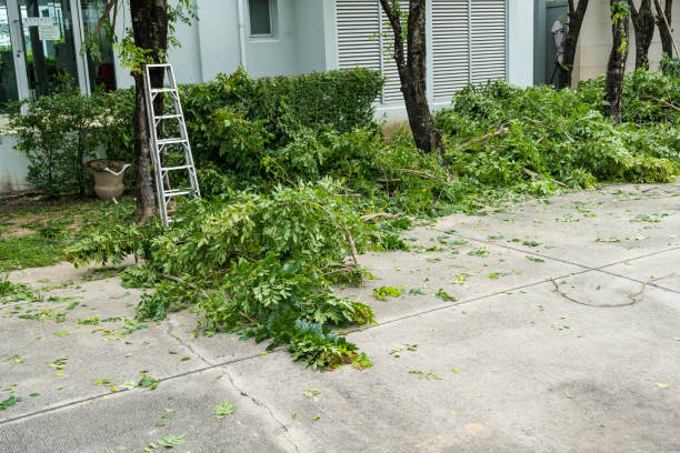 Best Tree Maintenance Programs  in Lakeland, FL
